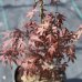 Javor dlaňolistý (Acer palmatum) ´ATROPURPUREUM´ - výška: 80-110 cm, kont. C3L 